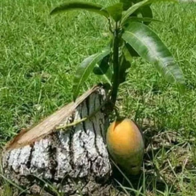 04. Gift Mango
