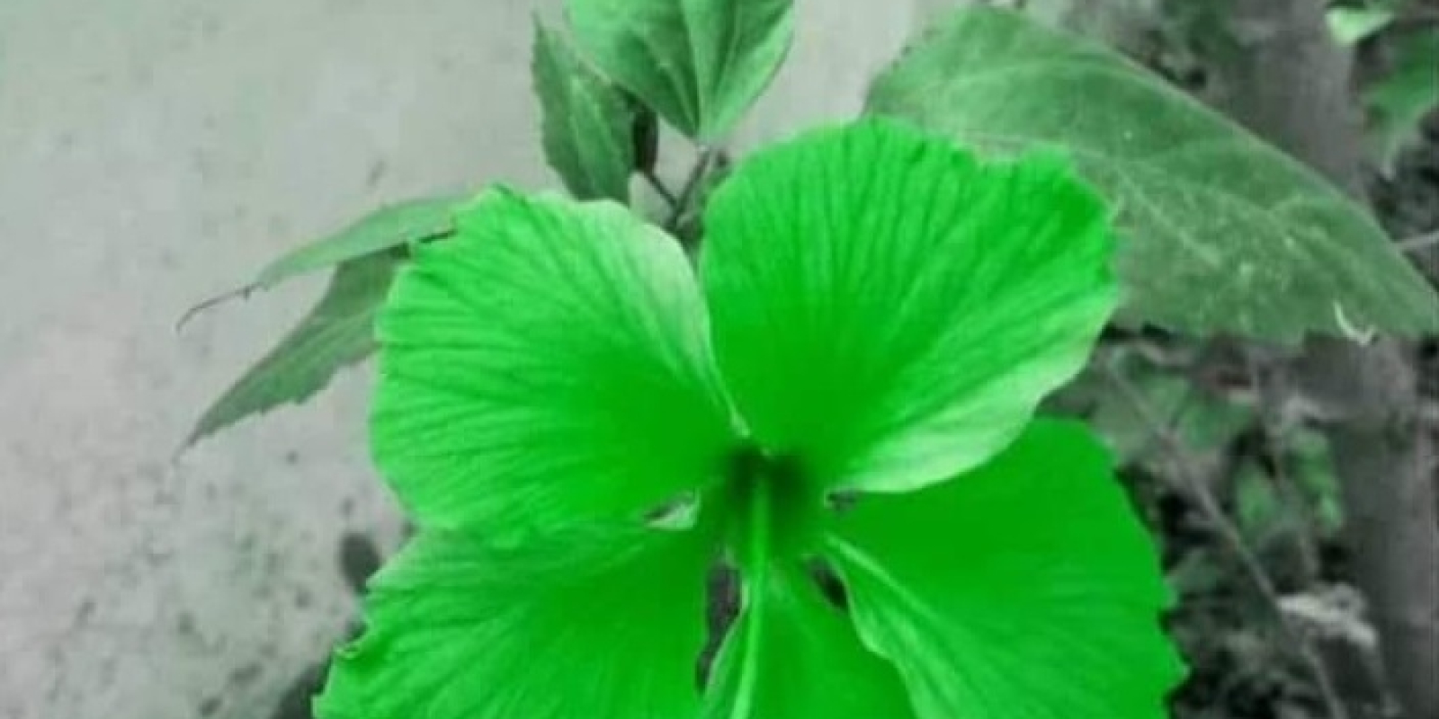 Green Joba